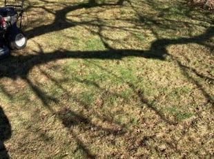 Leaf Removal by Andrew Gilmore for Ryan C. in Lincoln Park, MI