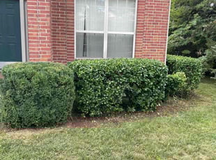 Bush Trimming by Luis RodrÃguez for Tim H. in Franklin, TN