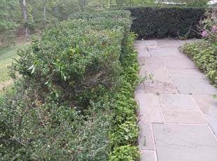 Bush Trimming by Manny Chavez for Brigid B. in Lorton, VA
