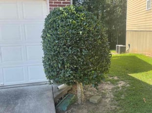 Bush Trimming by David Smith for Rosalind S. in Atlanta, GA