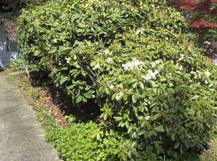 Bush Trimming by Jason C for Aaron S. in Brier, WA