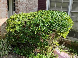 Ed D.'s Bush Trimming service result