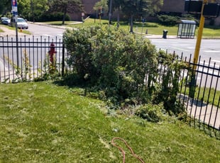 Bush Trimming by Derrick Lance for Jeff I. in Minneapolis, MN