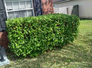 Bush Trimming by Jean Claude Zephirin for Sam F. in Middleburg, FL