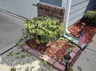 Bush Trimming by Jeremiah Davis for Lori G. in Huntersville, NC