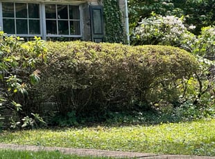 Bush Trimming by Gisselle Massa for Ajay P. in Elkins Park, PA