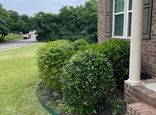 Bush Trimming by Shawn Pressley for Latoria M. in Charlotte, NC