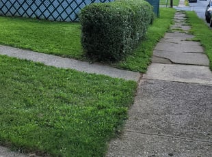 Bush Trimming by Joseph McKnight for Annie B. in Allentown, PA