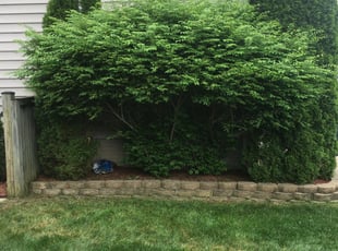Bush Trimming by Terry Collins for Frank P. in Woodbridge, VA