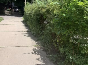 Bush Trimming by Kevin Rhyne for Mickela H. in Madison, WI