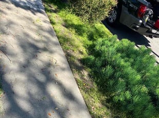 Bush Trimming by Ruben Jimenez Jr for Spencer B. in Lakewood, CA