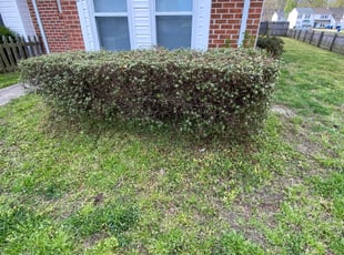 Bush Trimming by Padra Spencer for Meriah R. in Virginia Beach, VA