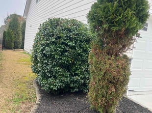 Bush Trimming by Merari Albarran for Syler M. in Apex, NC