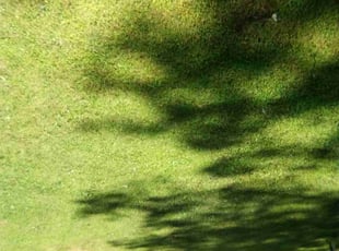 Terry L.'s Lawn Care service result