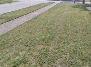 Mark D.'s Lawn Mowing service result