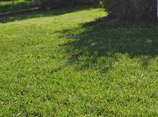 Erika F.'s Lawn Mowing Service service result