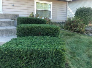 Bush Trimming by Arturo Estrada Garcia for Thomas M. in Frankfort, IL