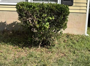Bush Trimming by Wilmer Sosa for Carl B. in Glen Burnie, MD
