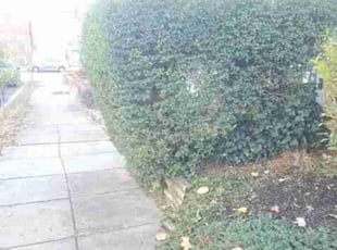 Bush Trimming by Chris Stewart for Jimell G. in Washington, DC
