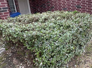 Bush Trimming by Brandon Bowers for Yessica C. in Missouri City, TX