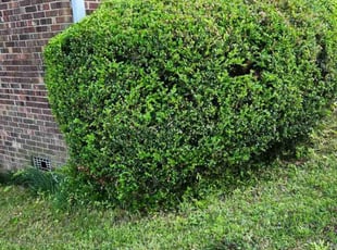 Bush Trimming by Charles Greene for Scott C. in Taylors, SC