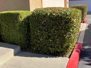 Bush Trimming by Gabriel Contreras for Takeitha B. in Sacramento, CA