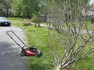 Bush Trimming by Walter Γlvarez for deborah b. in Elkridge, MD
