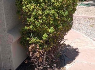 Bush Trimming by Sergio Laurean for Chris V. in Mesa, AZ