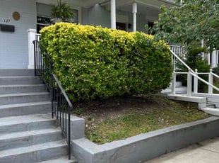 Bush Trimming by Gus Cronley for Sabrina T. in Alexandria, VA