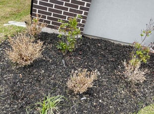 Weeding by Brandon Bowers for Kirklin N. in Fort Bend County, TX