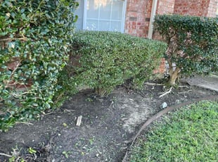 Weeding by Melvin Sanchez for Radhika I. in Plano, TX