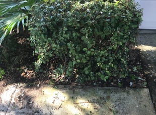 Bush Trimming by Jose Disla; for Andrew L. in Davenport, FL