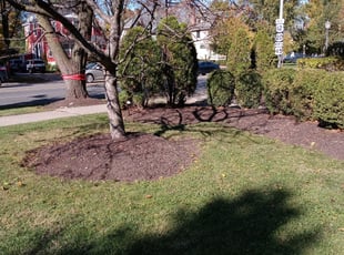 Leaf Removal by enrique novoa for Ryan W. in La Grange, IL