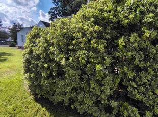 Patricia S.'s Bush Trimming service result