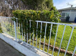 Bush Trimming by Maria Almendra for Travell L. in Hayward, CA