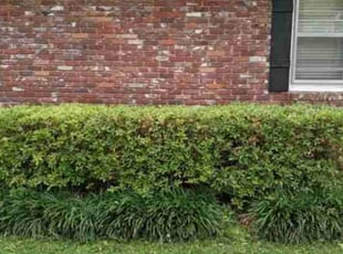Bush Trimming by Carmen Euell for Samantha H. in Memphis, TN