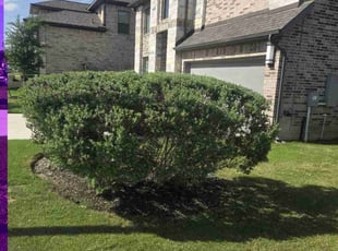 Bush Trimming by Victor Cortes for Brooke G. in Leander, TX