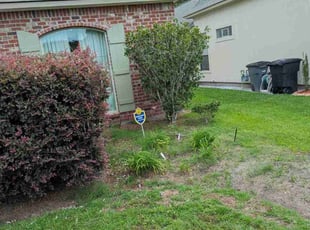 Bush Trimming by Rodney Thibodeaux for Yoon Ha L. in Baton Rouge, LA