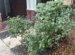 Bush Trimming by Paul Jones for Candice S. in Katy, TX