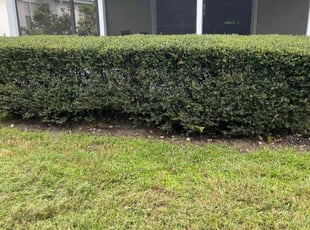 Bush Trimming by Bennett Handy for AL G. in Orlando, FL