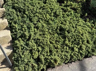 Weeding by Luiz Gosling De Oliveira for Raymond H. in Rockville, MD