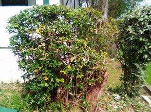 Bush Trimming by Stacy Mccall for Yoni S. in Birmingham, AL
