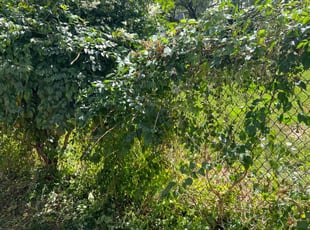 Bush Trimming by James Abernathy for Michaela S. in Cincinnati, OH