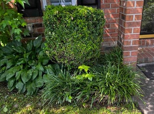 Bush Trimming by Derek Walker for Phillip G. in Virginia Beach, VA
