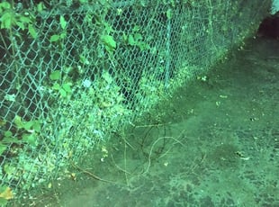 Leaf Removal by Christina Wallum for Erich S. in Saint Paul, MN