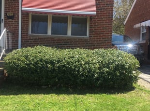 Bush Trimming by Demetrius Bennett Jr for Jackie L. in Cleveland, OH