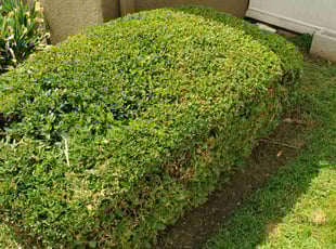 Bush Trimming by Mateo Rubio for Justin C. in Highland, CA