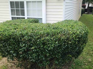 Bush Trimming by Brian Foulks for Shirley W. in Charlotte, NC