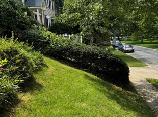 Richard A.'s Bush Trimming service result
