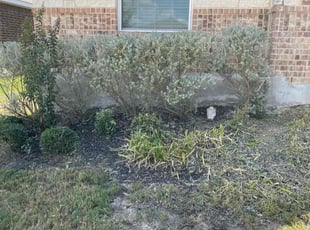 Bush Trimming by Stanmore Hinds for James B. in Schertz, TX
